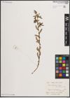 Foto von Salix elbursensis Boiss.
